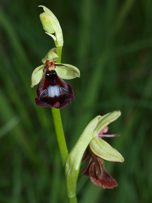 Dal Cadore 3 - Ophrys insectifera